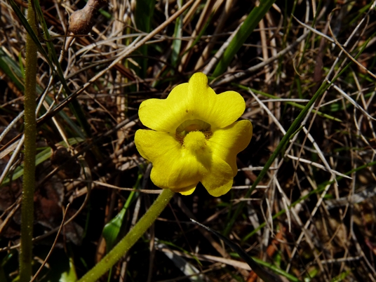 {Pinguicula lutea}